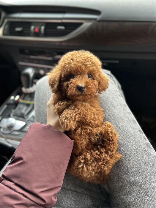 Малыш мальтипу ф2 Тедди мишка Киев