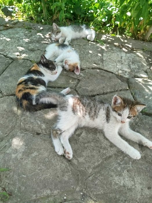 Подарую в добрі руки кошенят . Безкоштовно . Їдять добре все . Подробиці по телефону .