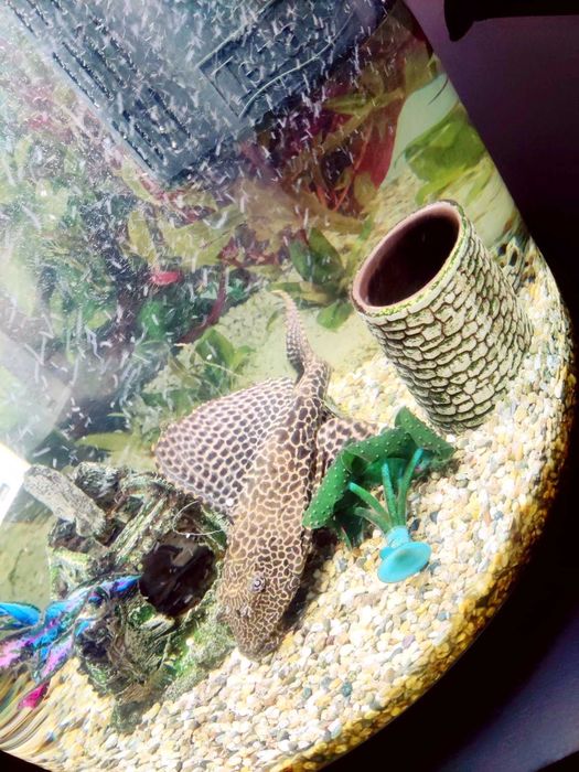 Peixe Pleco Leopardo