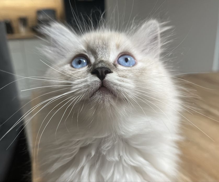 Kotka rasy Ragdoll seal miteed lynx
