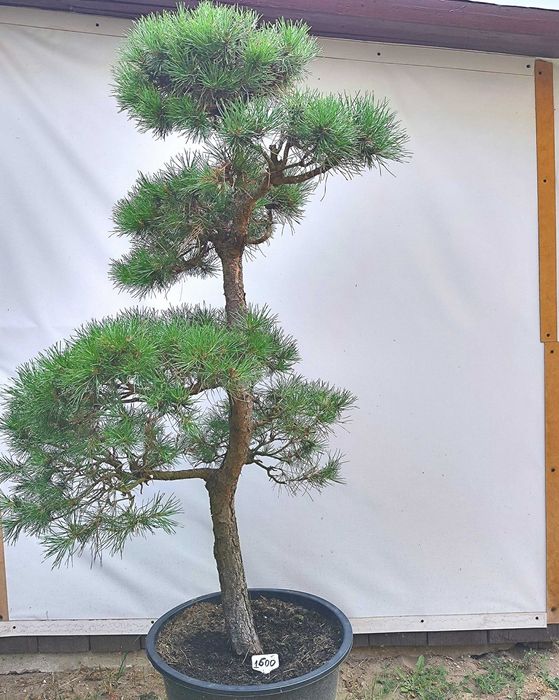 Bonsai Niwaki sosna pospoita