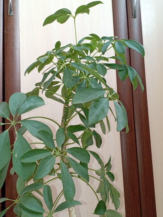 Шеффлера кімнатна