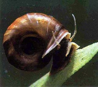 Caracol Aquario Planorbis Corneus