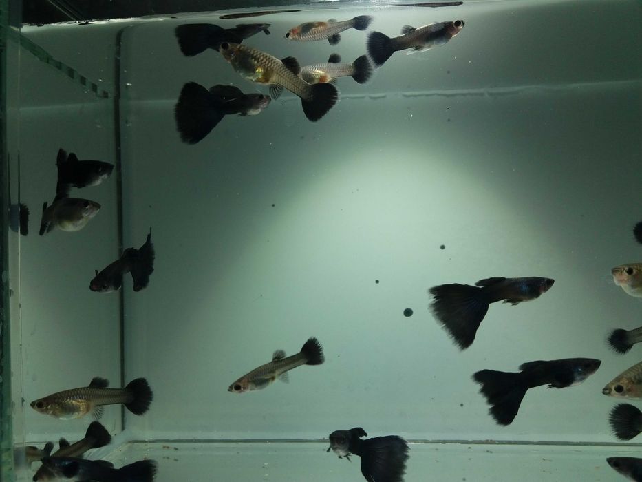 gupik moskiewski czarny