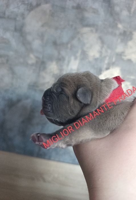 Кане Корсо щенок от Чемпионов Европы Импорт питомник доставка по Миру