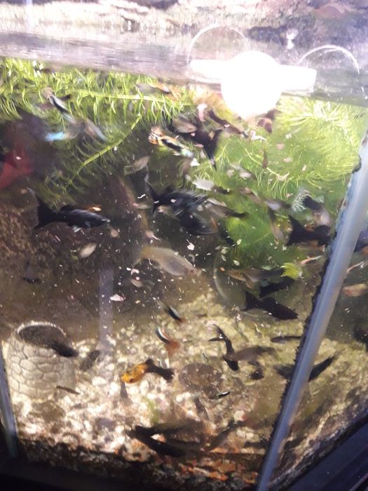 Рыбки Гупыши разные РАСПРОДАЖА