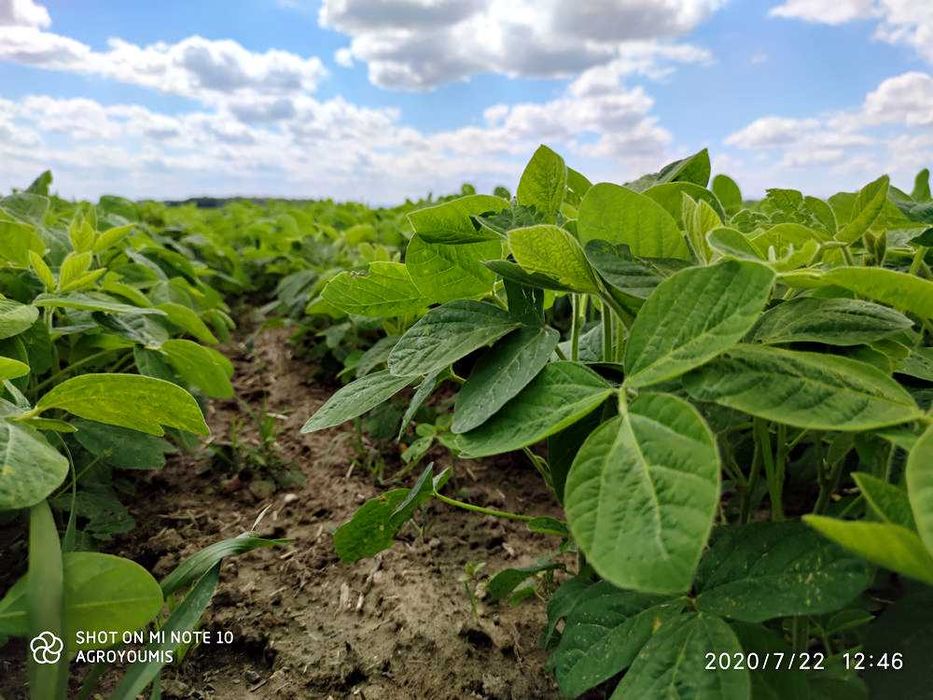 Soja Simona 000 wczesna