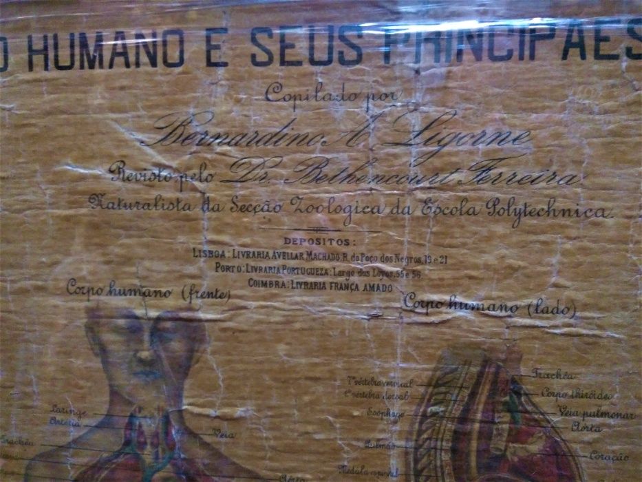 Quadro Corpo Humano e Seus Principais Orgãos