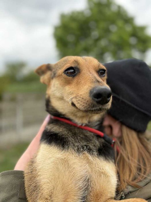 352951 Firletka do adopcji