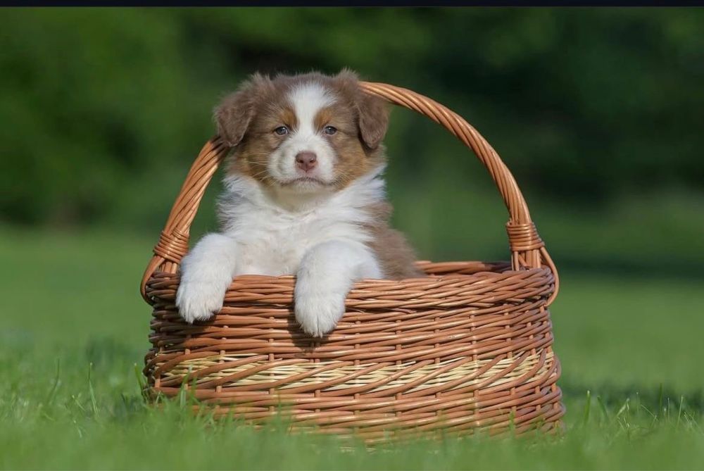 Pastor Australiano (LOP e afixo)