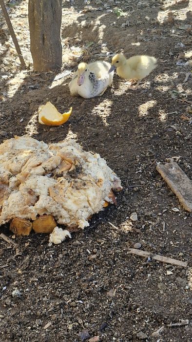 Patos mudos e garnizos