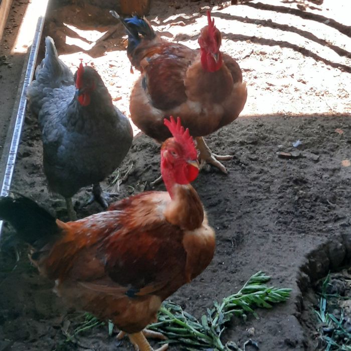 Galos caseiros, coelhos