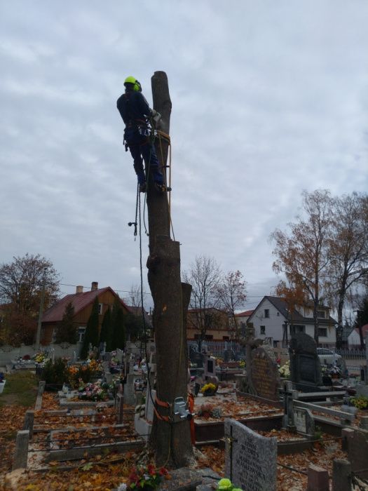 Wycinka drzew,  ścinka drzew , rębak do gałęzi,