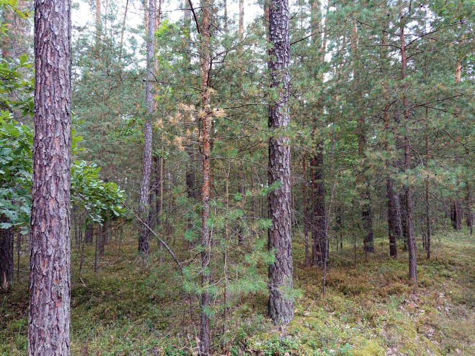Sprzedam działkę leśną o powierzchni 1,34 ha. - Widok 3
