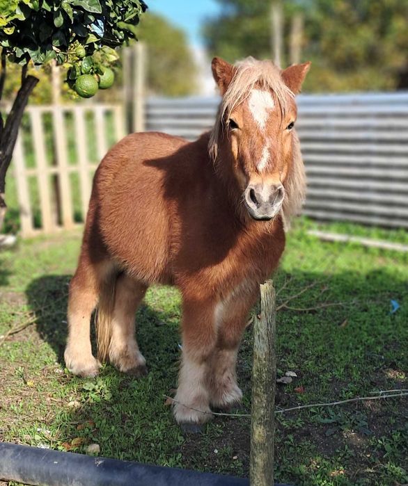 Pónei alazão cavalo
