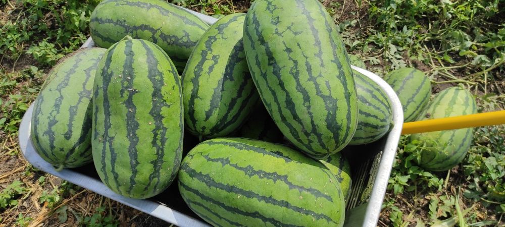 Семена арбуза Геракл (Китай)