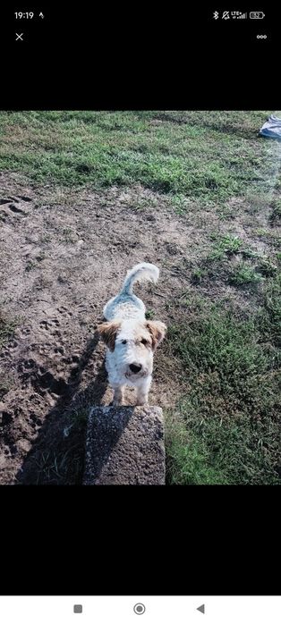 Zaginął pies Foksterier