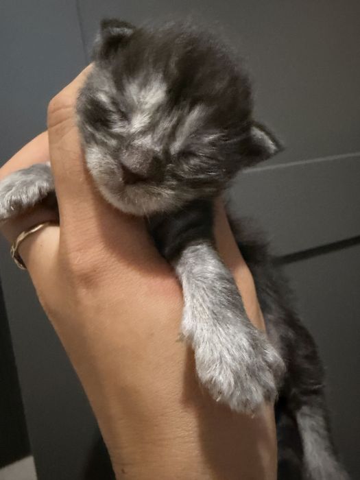 Dziewczynka maine coon