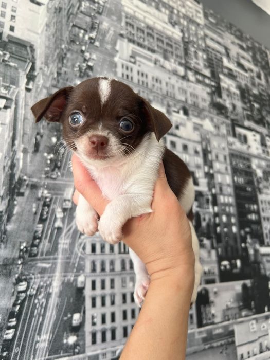 Chihuahua  Mini. Menino de olhos Verdes . Branco e chocolate Cabeça maçã.