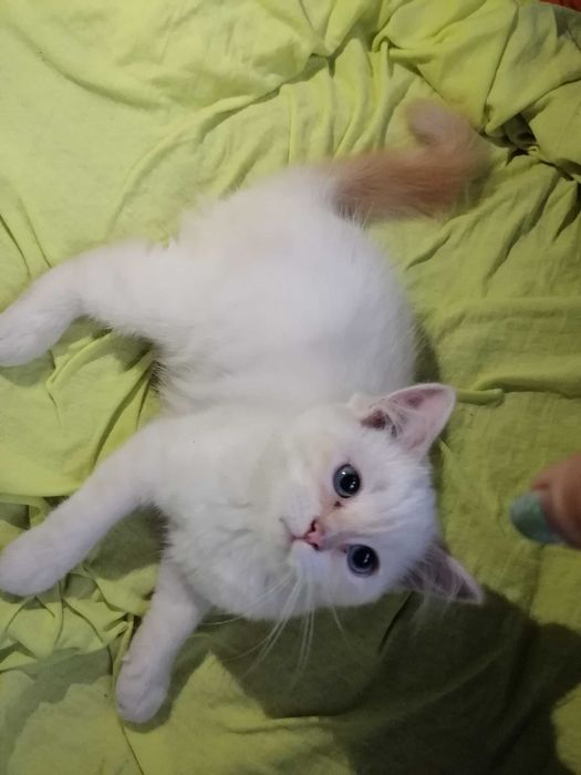 Кошеня регдол/ragboll