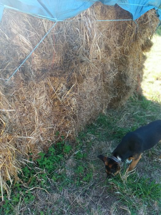 Feno nasxidiso, fardos de 320 kg,+ ou -