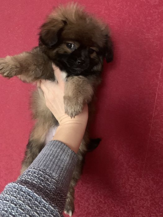 Продам цуценят Пекінесиків