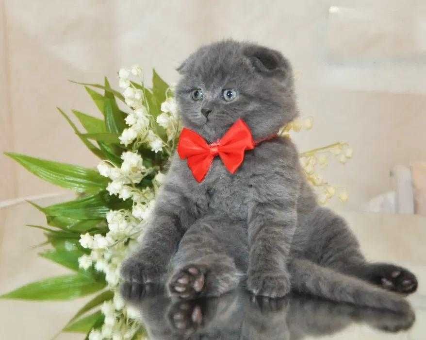 Одесса  шотландские котята плюшевые , вислоушка