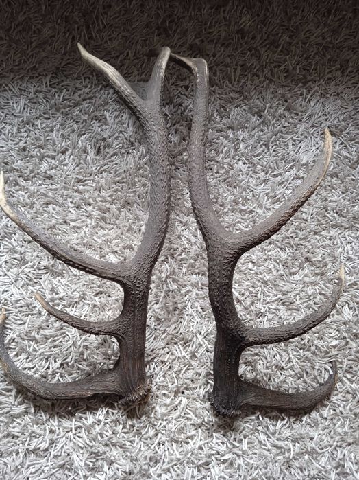 Poroże jelenia zrzut