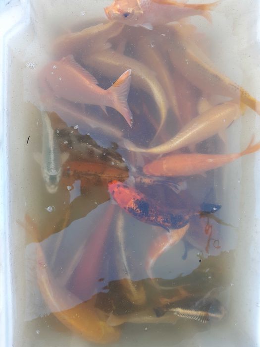 Karp koi, karaś ozdobny,