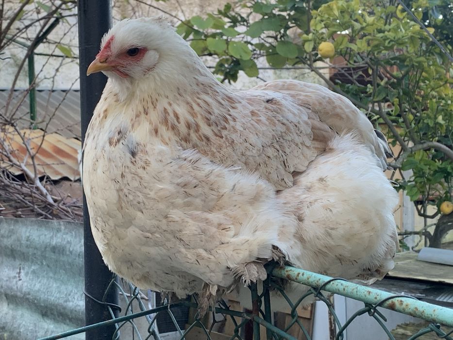 Ovos de galinha ornamental mas comestível brahma só 2 euros