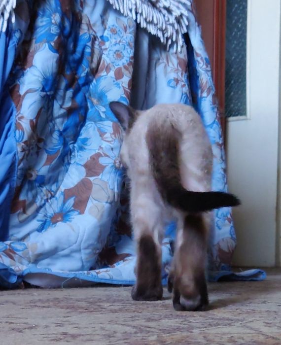 Сиамский котёнок