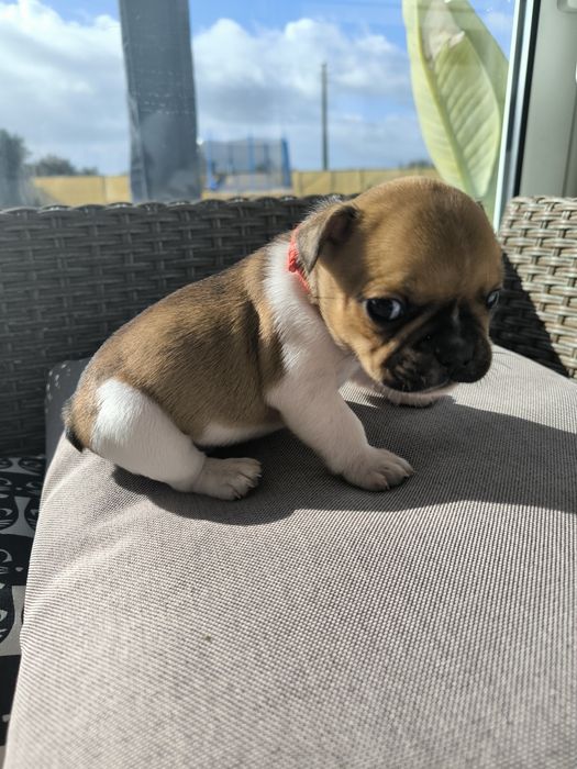 Buldogue Francês Red Pied Fawn - Macho