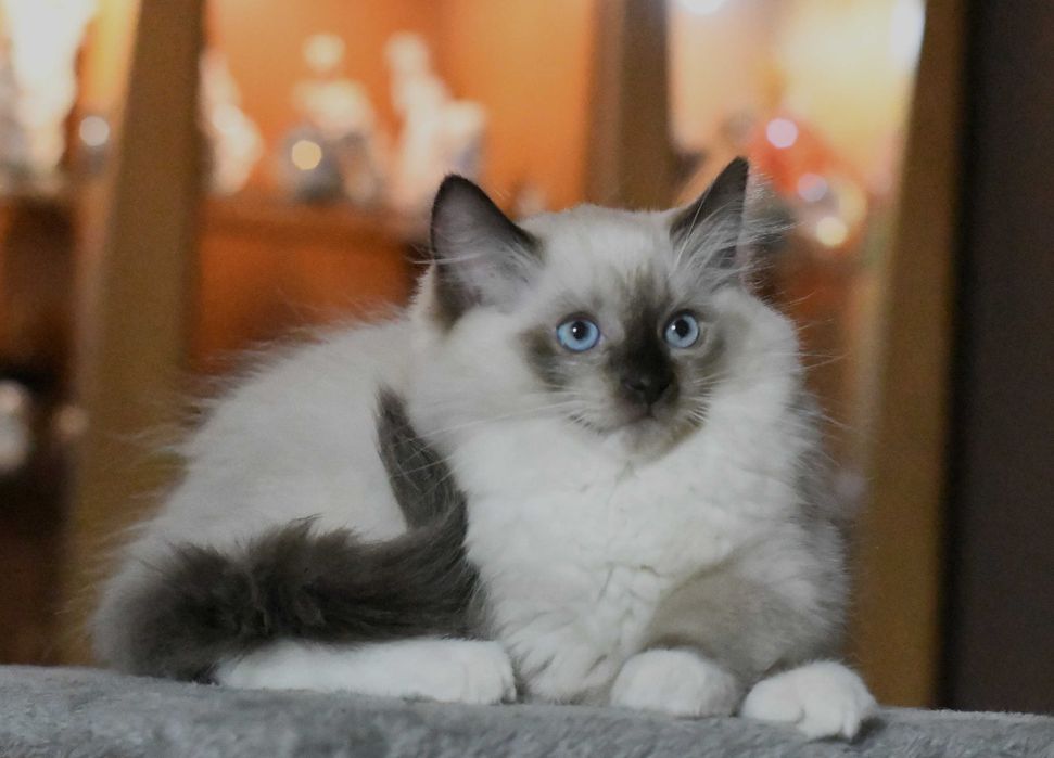 Ragdoll kotka  JOWI po przebadanych rodzicach