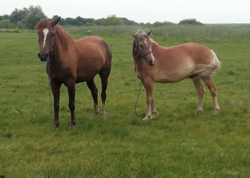 Продам 2 коня срочно!!!