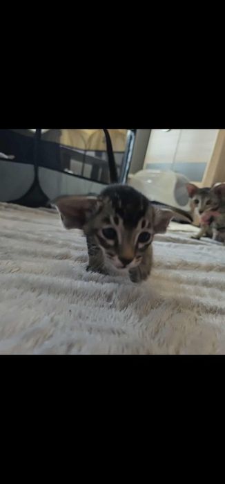 Kot orientalny paterbald