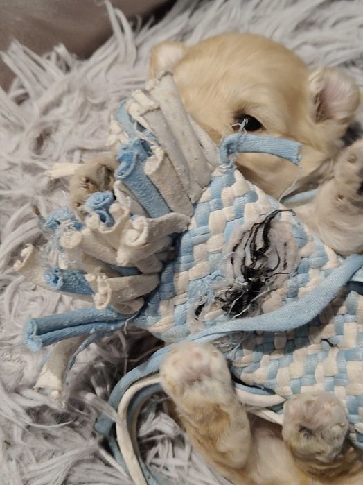 Drobniutki chłopczyk -Maltipoo F1