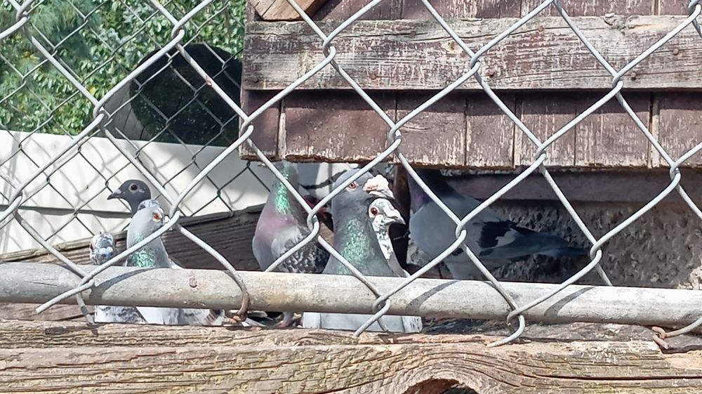 Sprzedam gołębie pocztowe