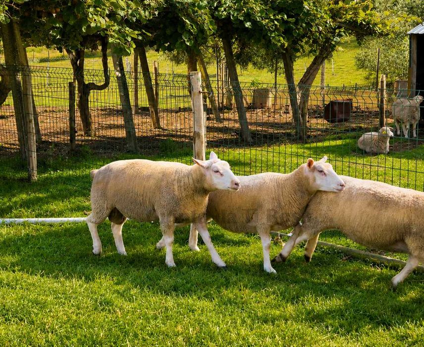 Borregas Texel Puras