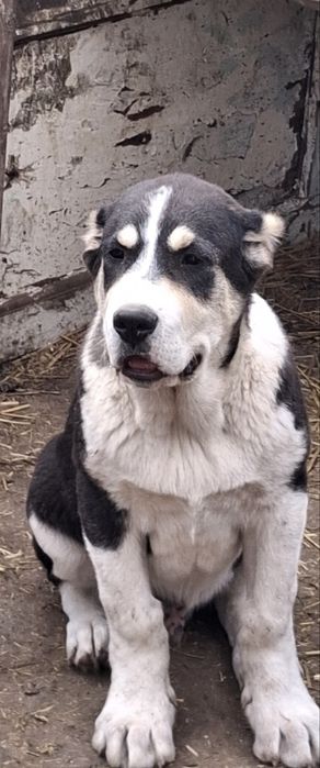 Продам високопородні щенки Алабай
