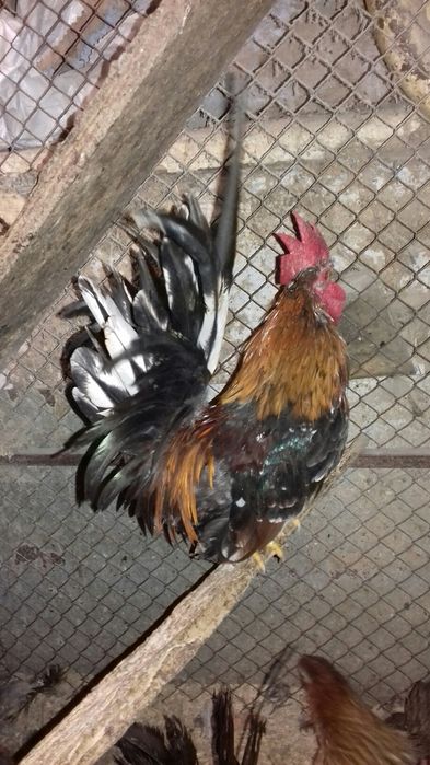 Маленькие  карликовые петушки