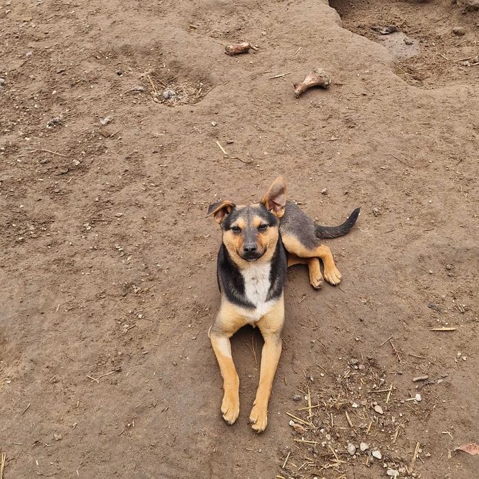 Roczne suczki do adopcji.