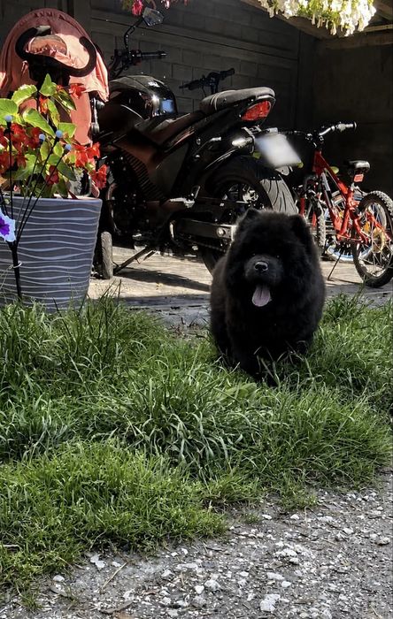 Piesek chow chow!