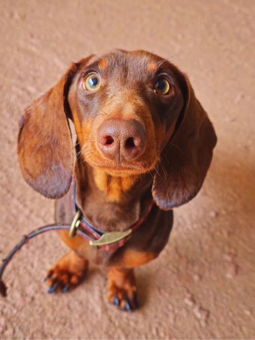 Teckel com LOP, puro, doce meigo lindo procura Namorada .
