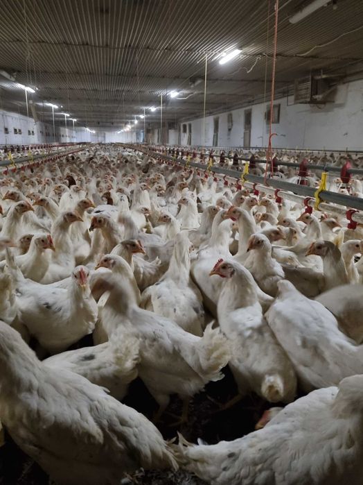 kury nioski młode LEGHORN SANDY BLANCA z jajkiem dowóz