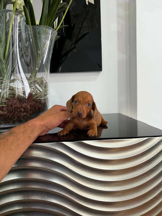 Teckel Kaninchen MACHO   Castanho   com LOP E AFIXO