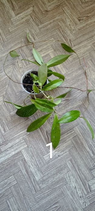 Хойя pubicalix  вид один