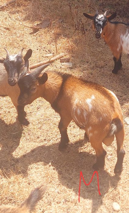 Cabras Anãs (machos)