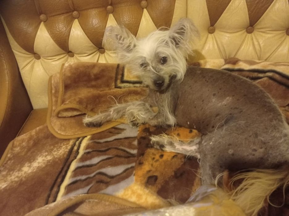 В'язка китайська чубата