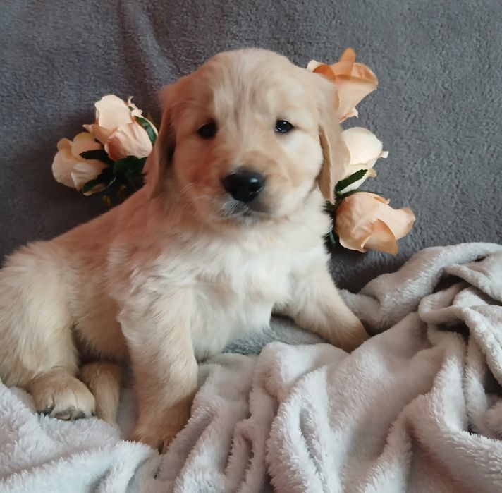 Golden Retriever z rodowodem