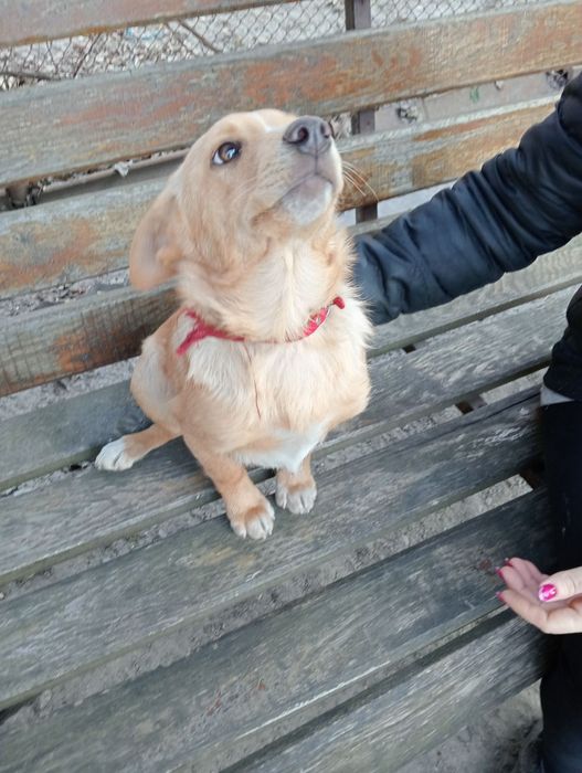 Цуценята шукають  родину